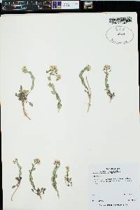 Noccaea fendleri subsp. glauca image