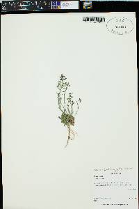 Noccaea fendleri subsp. glauca image