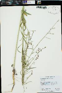 Pennellia longifolia image