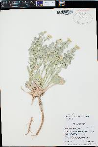 Physaria newberryi image