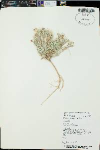 Physaria fendleri image