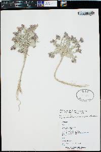 Physaria grahamii image