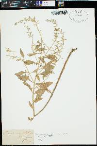 Rorippa sessiliflora image