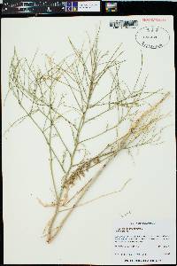 Sisymbrium altissimum image