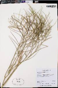 Sisymbrium altissimum image