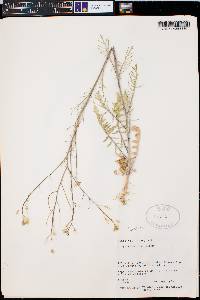 Sisymbrium altissimum image