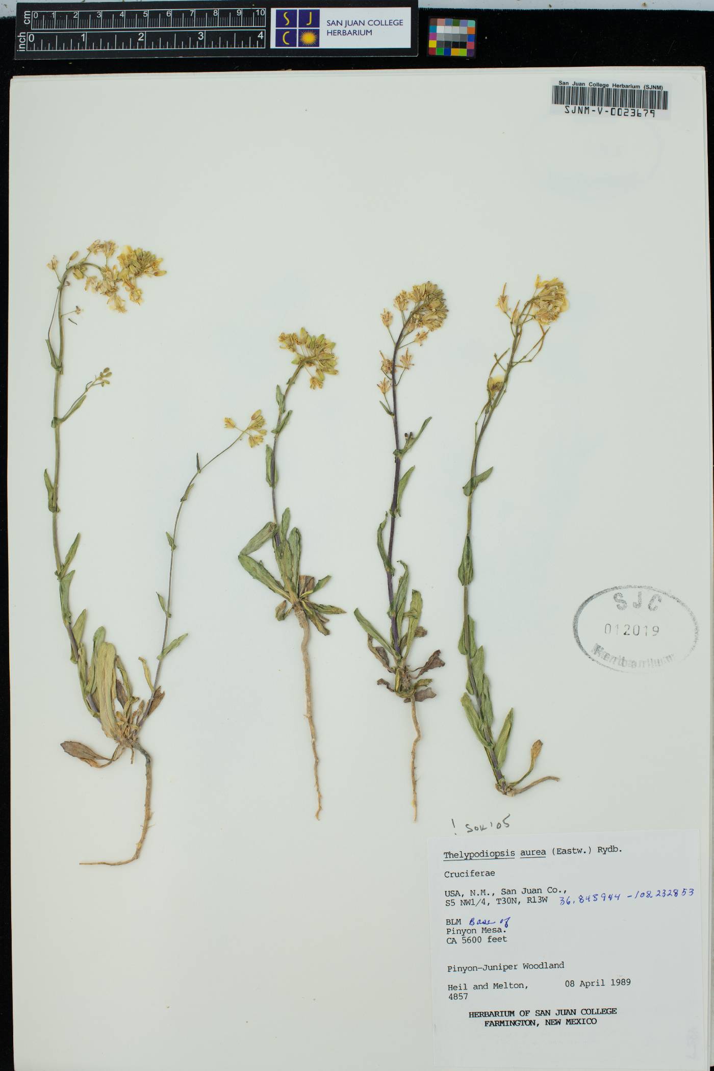 Thelypodiopsis aurea image