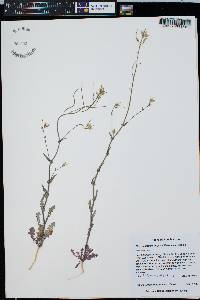 Thelypodiopsis purpusii image