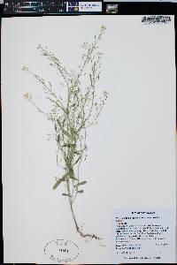 Thelypodiopsis vaseyi image