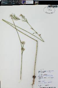 Thelypodium integrifolium image