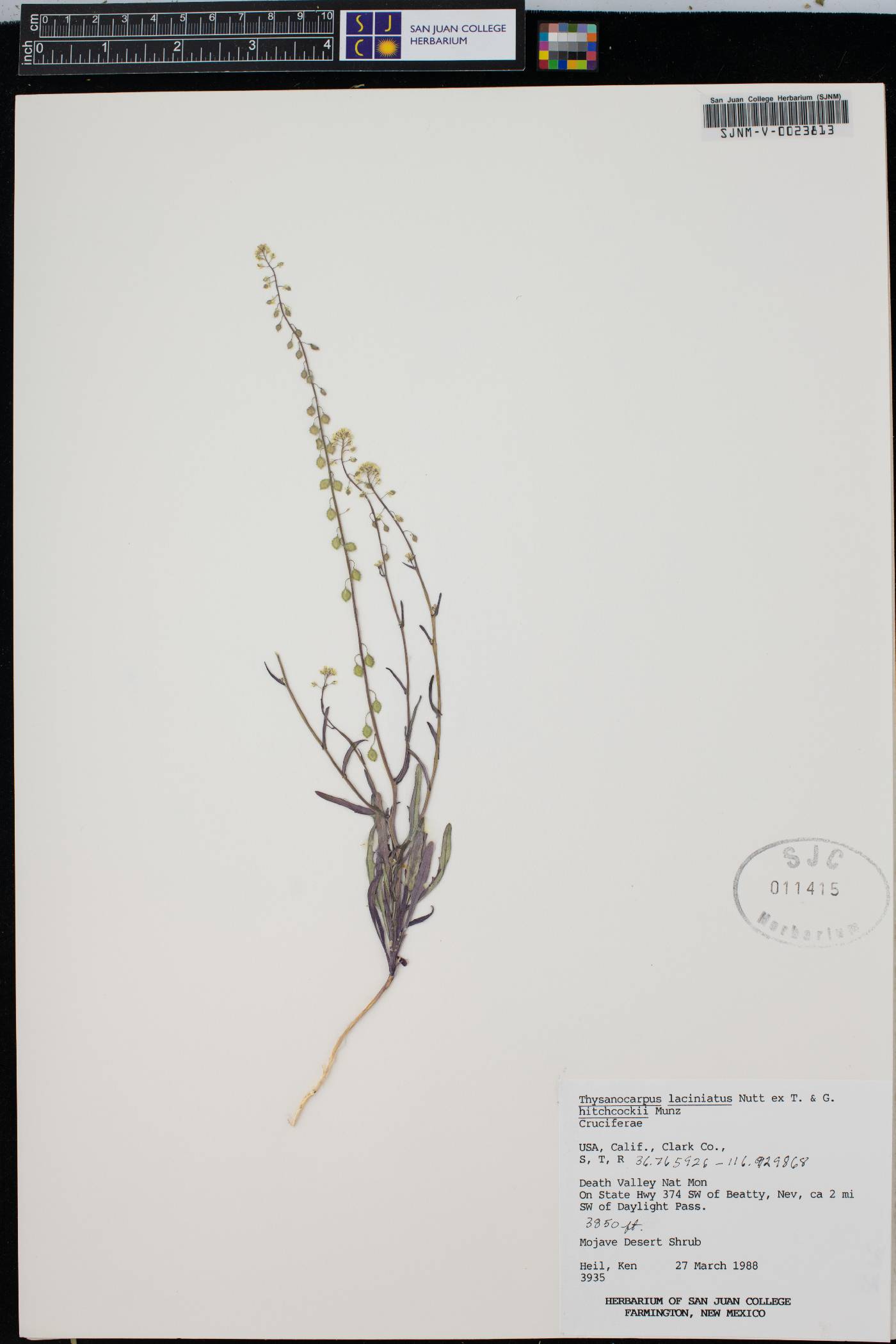 Thysanocarpus laciniatus var. hitchcockii image