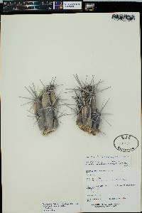 Image of Opuntia invicta