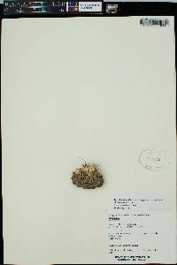 Image of Coryphantha salinensis