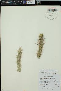 Cylindropuntia imbricata image