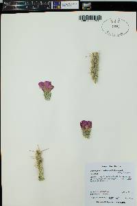 Cylindropuntia x viridiflora image