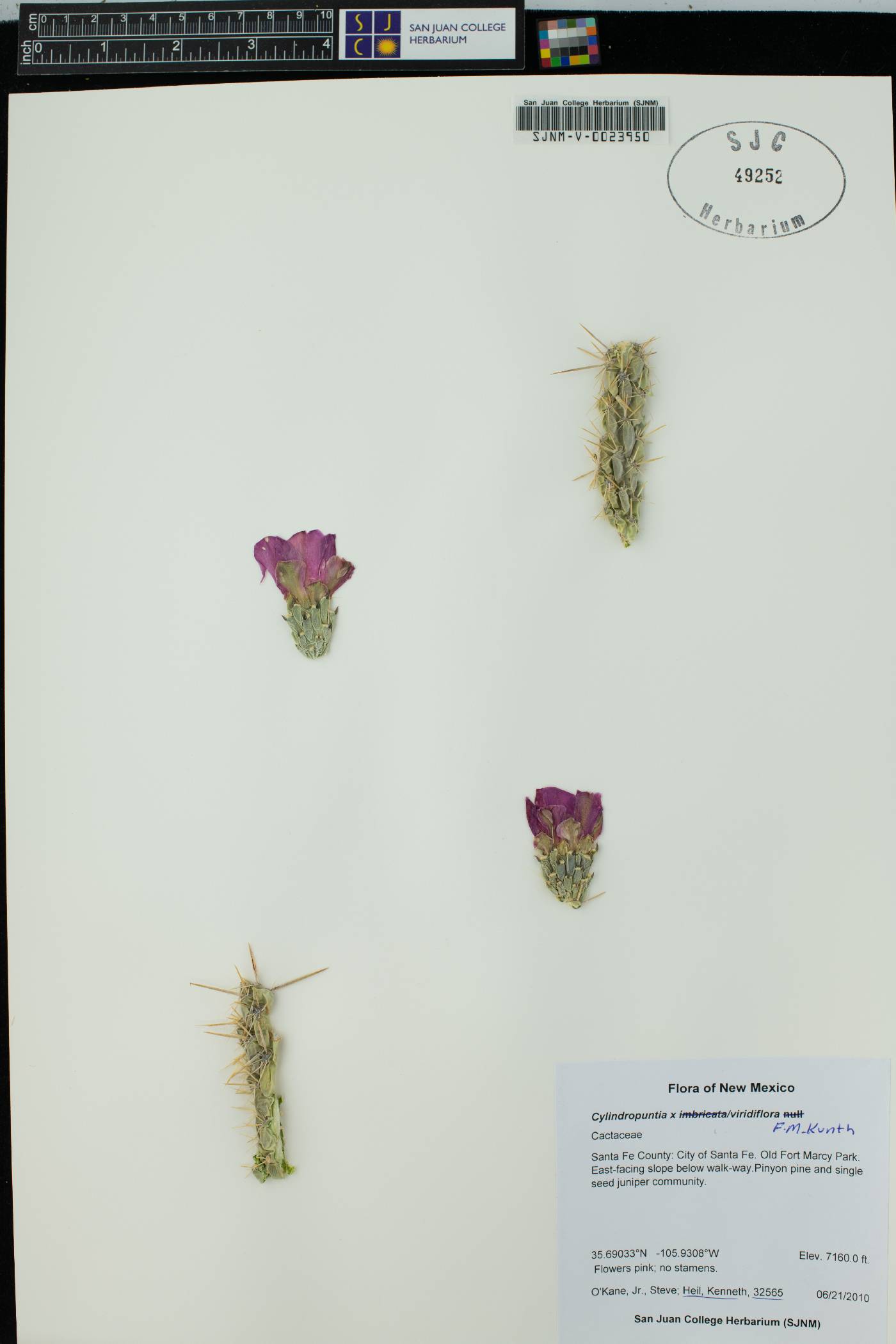 Cylindropuntia x viridiflora image