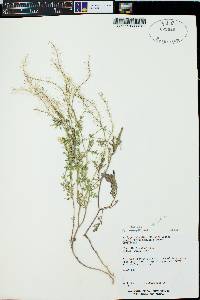 Rorippa palustris subsp. fernaldiana image