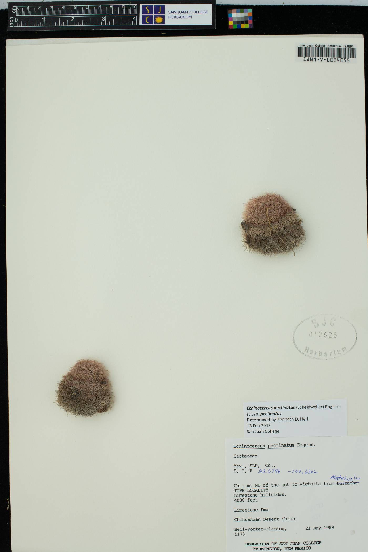 Echinocereus pectinatus subsp. pectinatus image