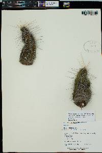 Echinocereus pentalophus subsp. leonensis image