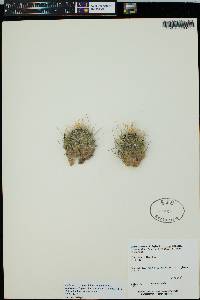 Echinocereus triglochidiatus var. mojavensis image