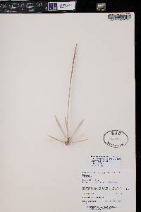Ferocactus emoryi subsp. rectispinus image