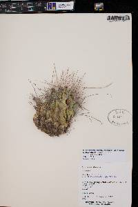 Ferocactus hamatacanthus image