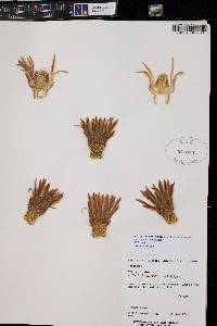 Ferocactus wislizeni image