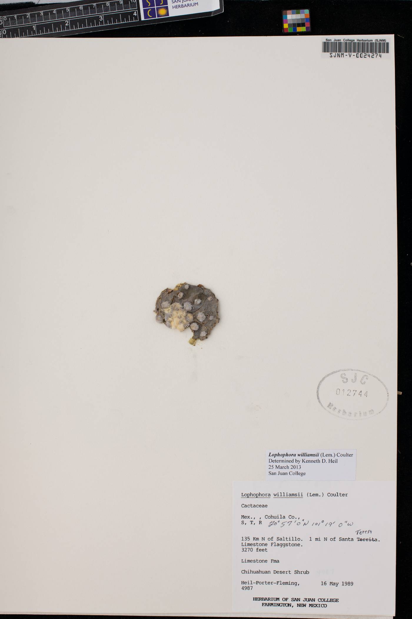 Lophophora williamsii image