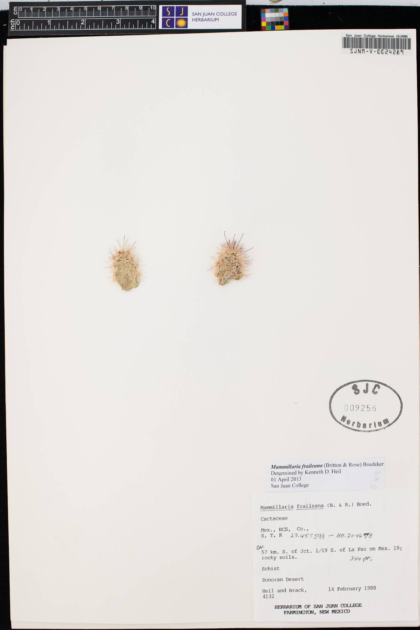 Mammillaria fraileana image
