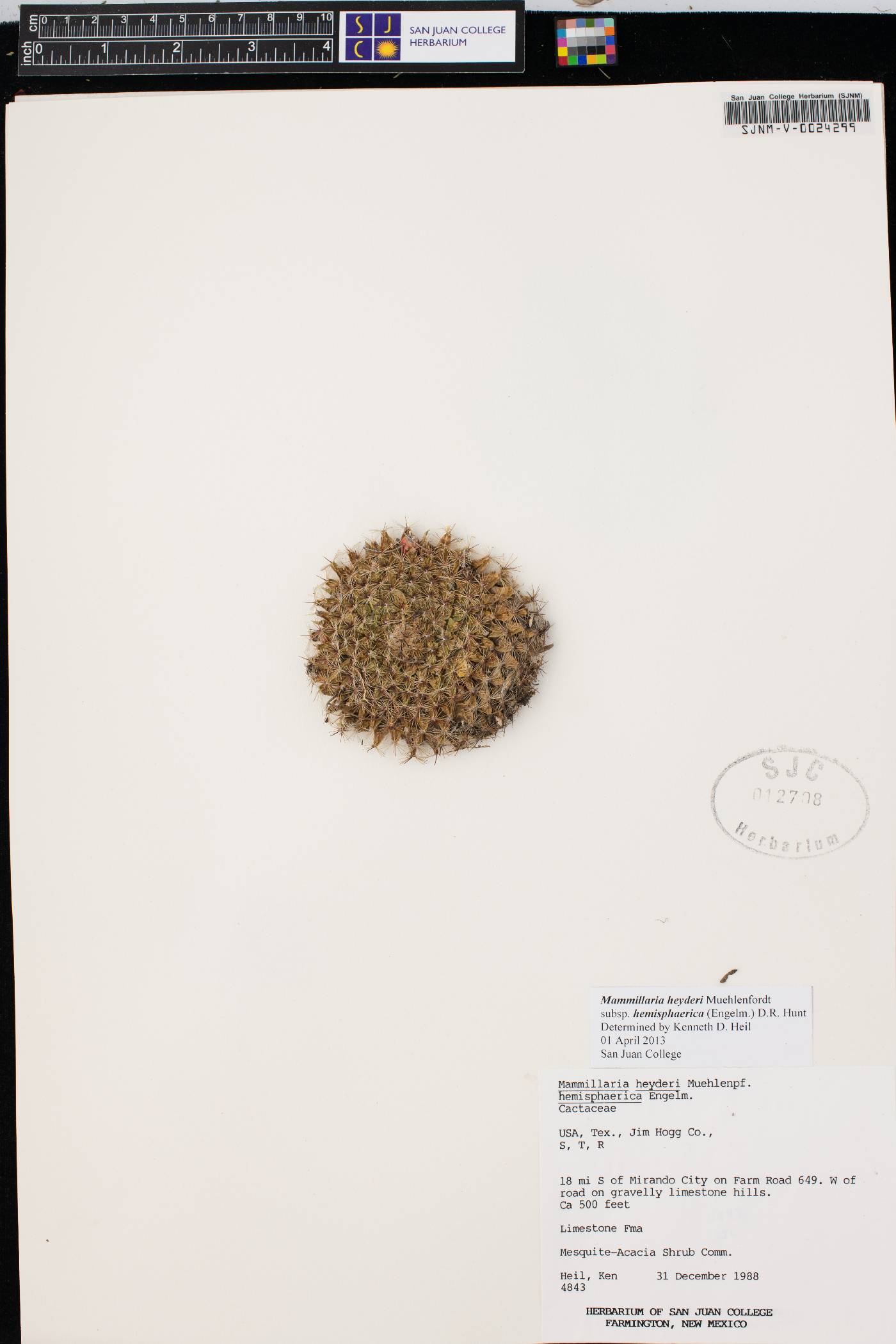 Mammillaria heyderi subsp. hemisphaerica image