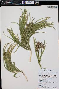 Asclepias asperula image