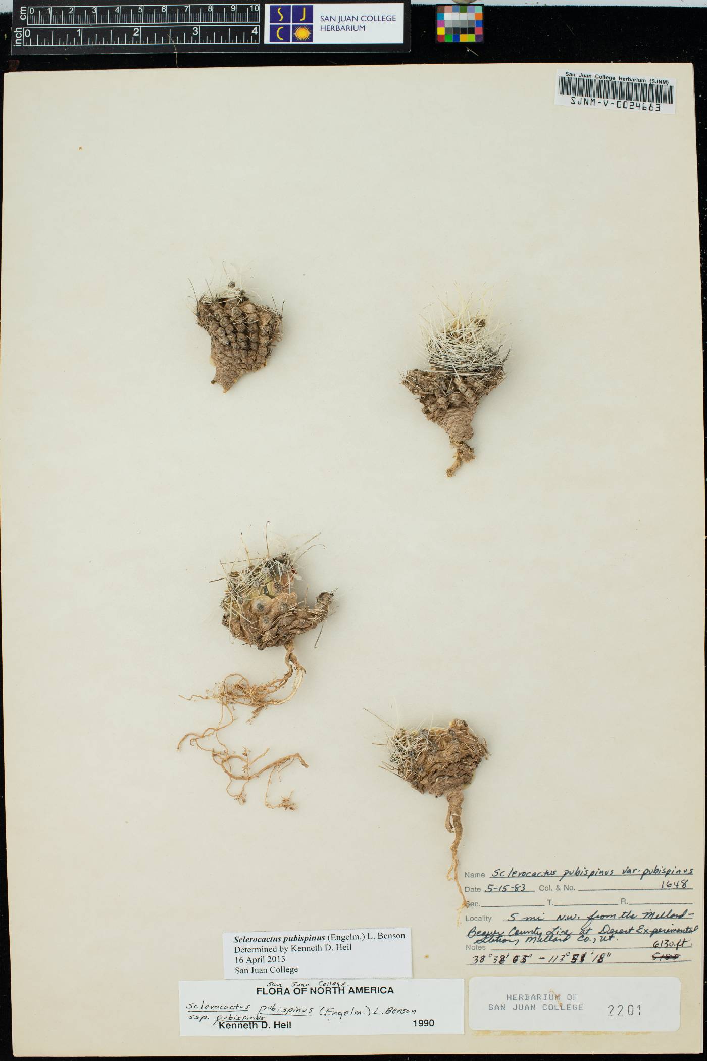 Sclerocactus pubispinus image