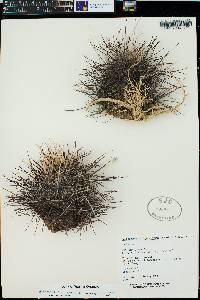 Sclerocactus polyancistrus image