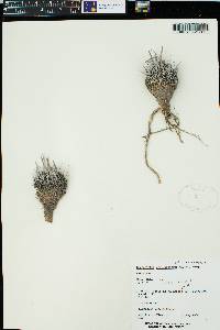 Stenocactus phyllacanthus image