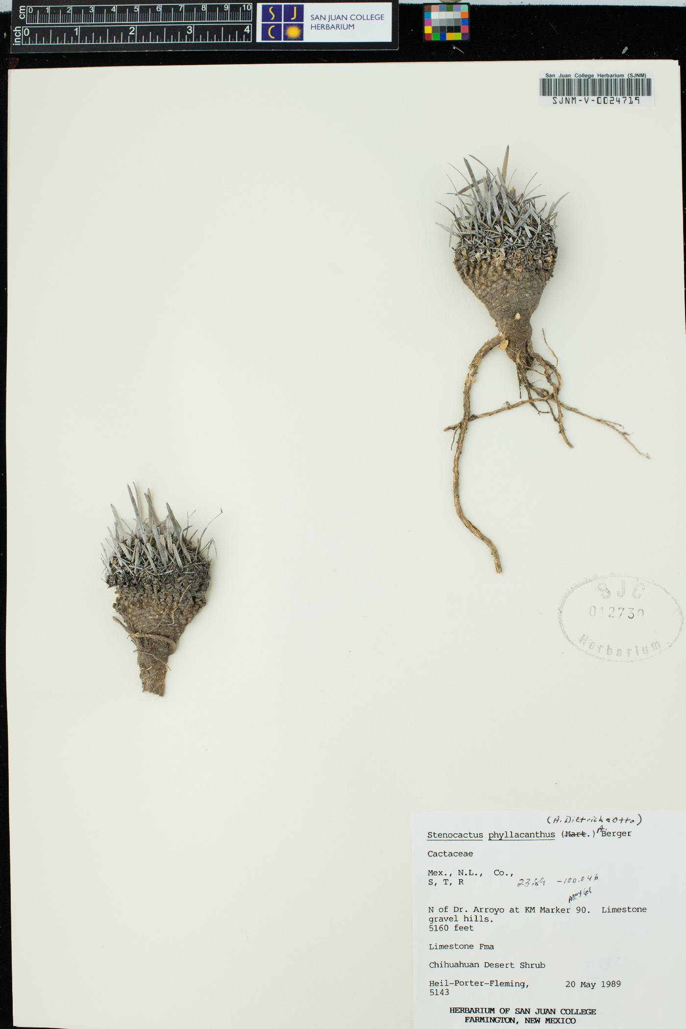 Stenocactus phyllacanthus image