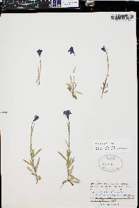 Campanula parryi image