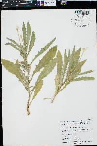 Hippobroma longiflora image