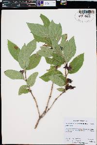 Lonicera involucrata image