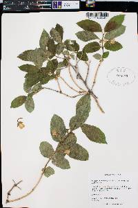 Lonicera involucrata image