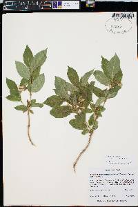 Lonicera involucrata image