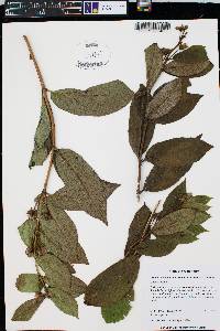 Lonicera involucrata image