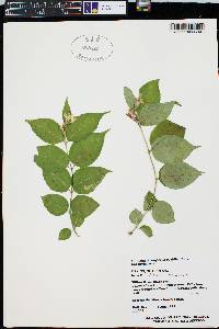 Lonicera oblongifolia image