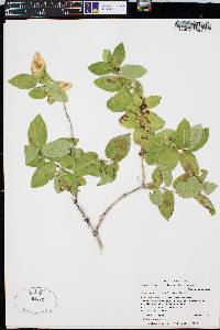 Lonicera ruprechtiana image