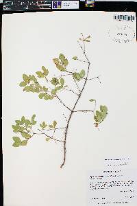 Symphoricarpos rotundifolius image