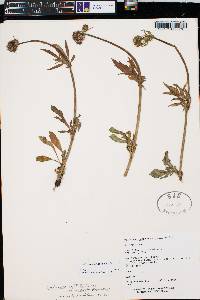 Valeriana acutiloba image