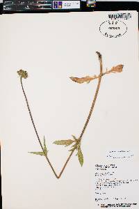 Valeriana acutiloba image