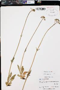 Valeriana acutiloba image