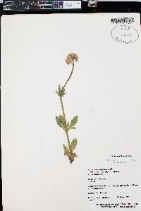 Valeriana acutiloba image