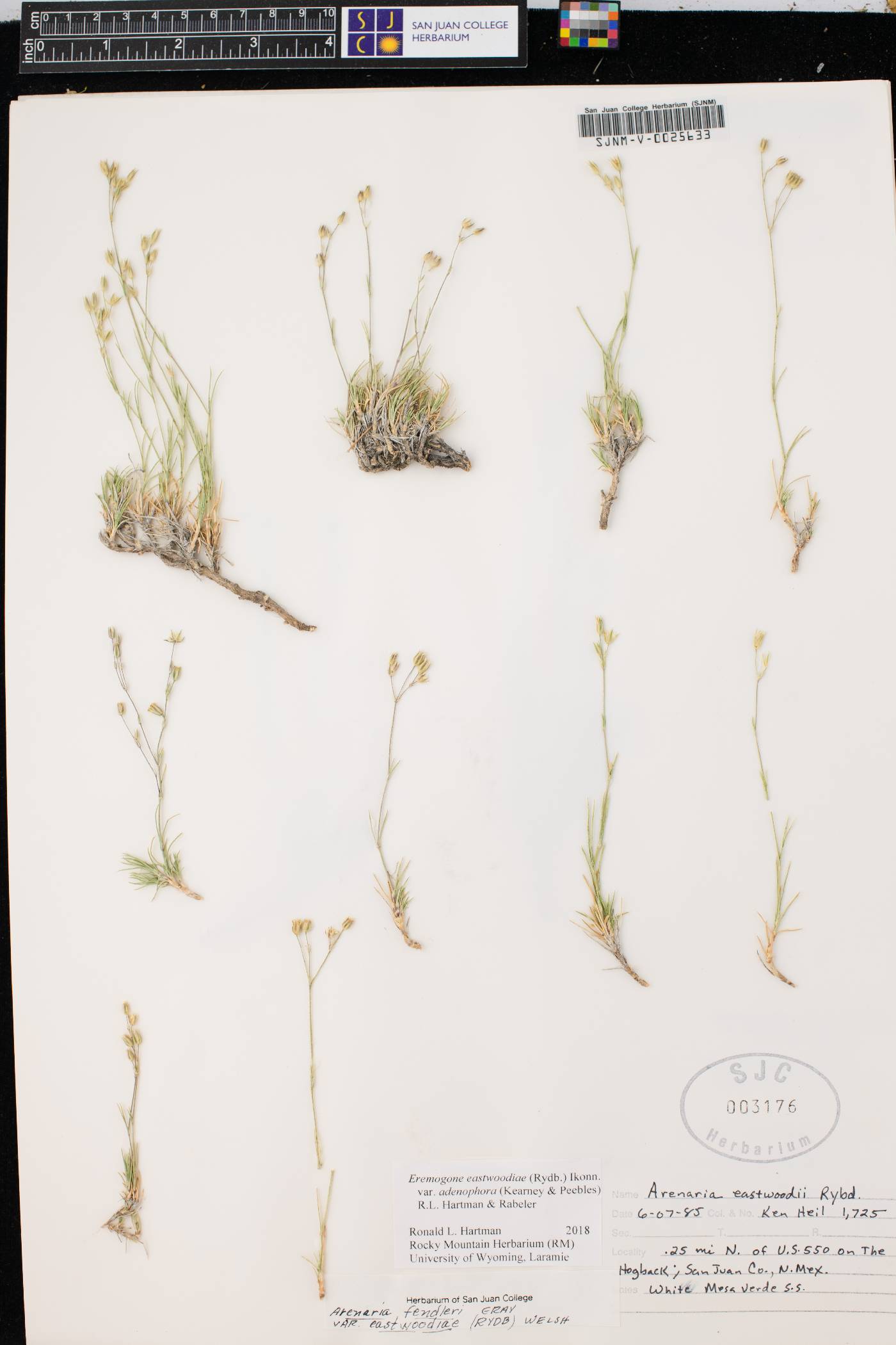 Eremogone eastwoodiae var. adenophora image