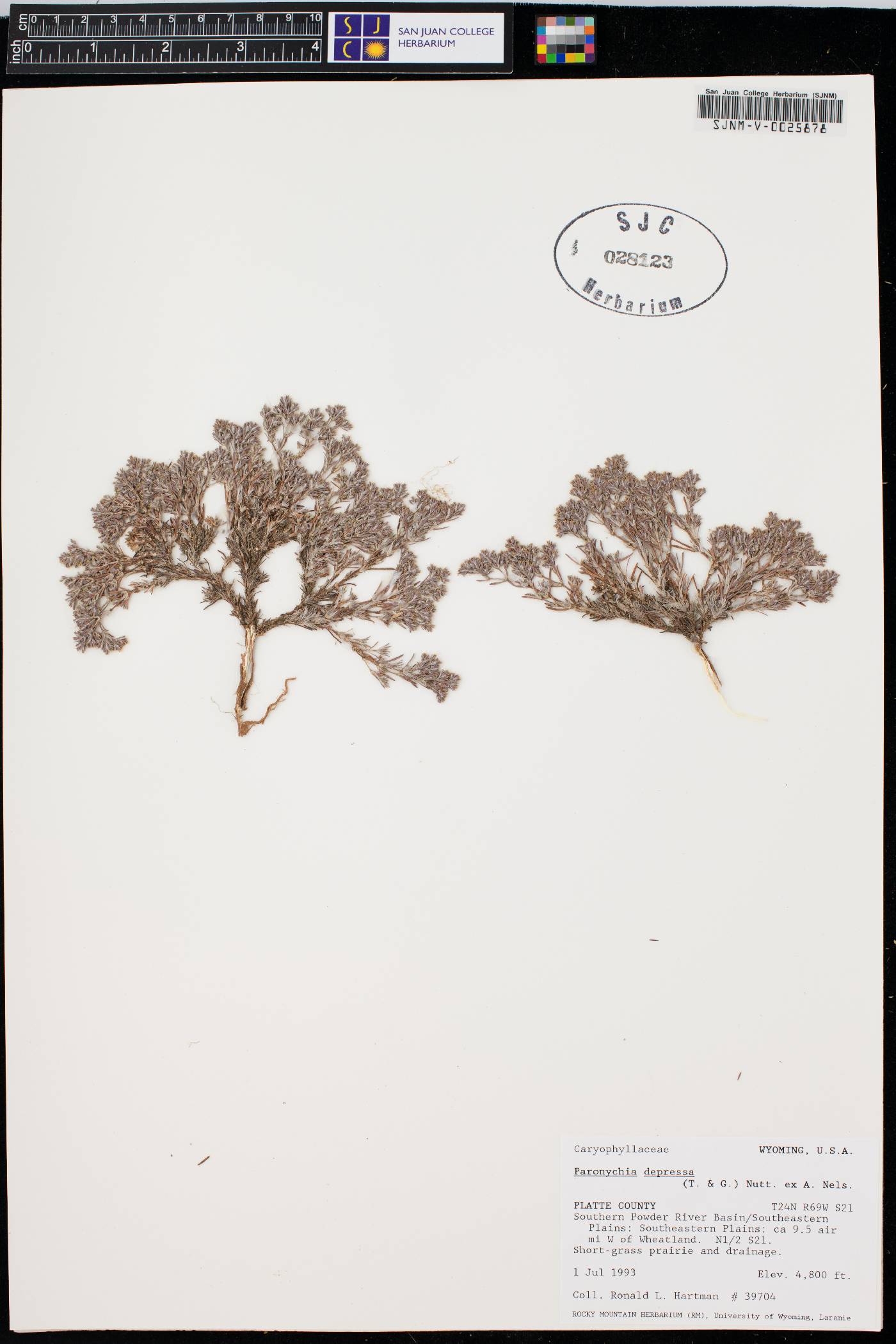 Paronychia depressa image
